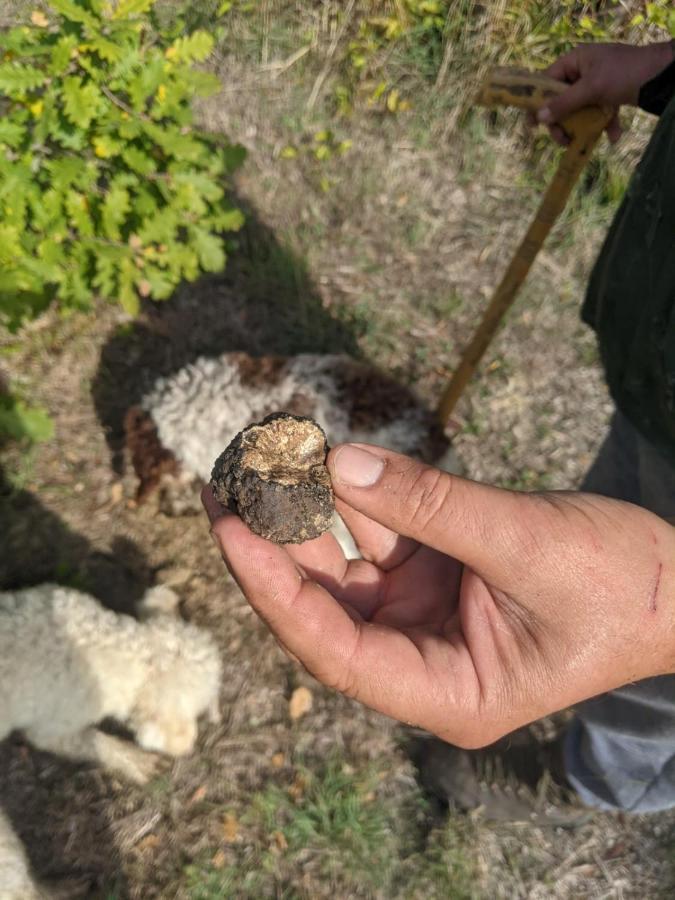 شقة Il Ciliegio Del Pellegrino غوبيو المظهر الخارجي الصورة